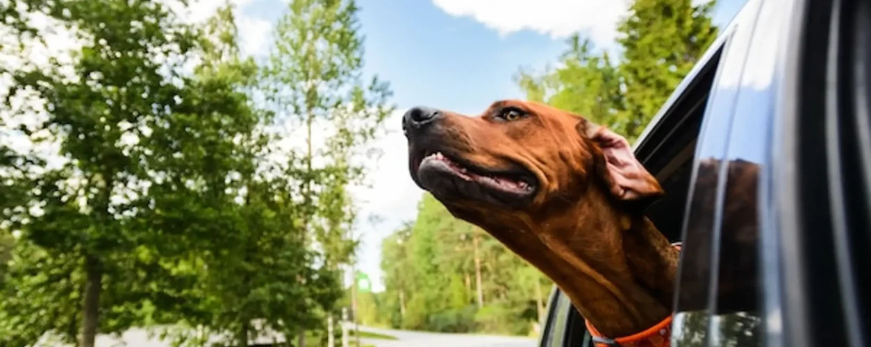 Cuidados com a segurança dos pets no automóvel